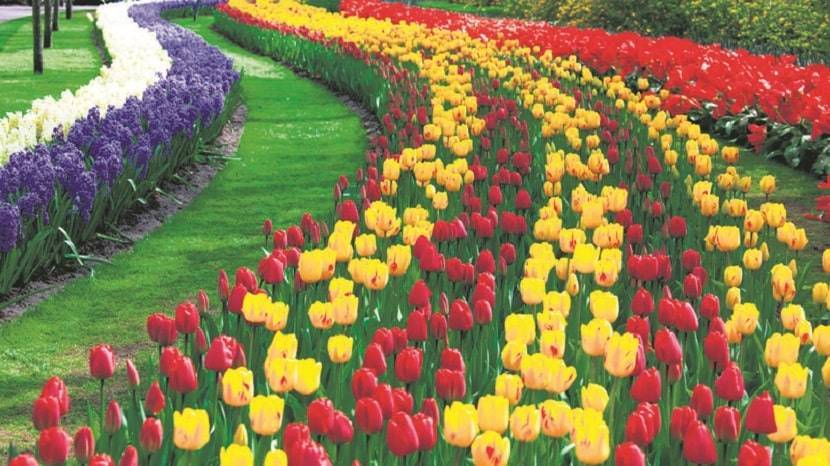 International Istanbul Tulip Festival