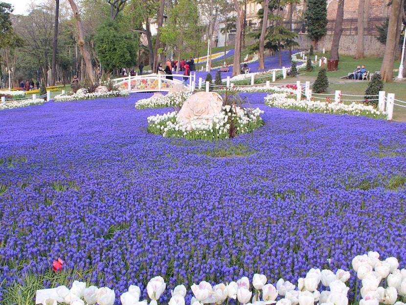 What to See in Gulhane Park Tulip festival