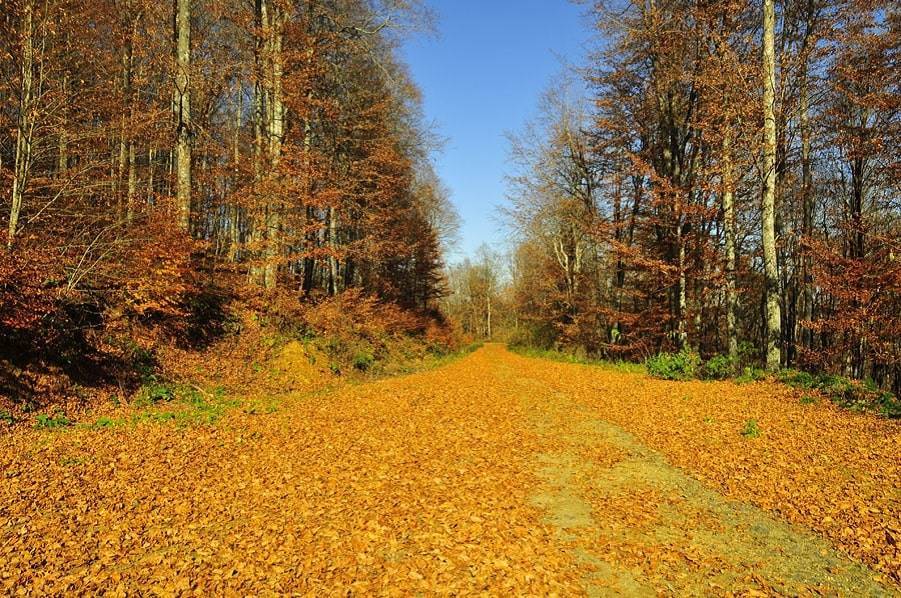 Longoz Forest has Taken on Fall Colors