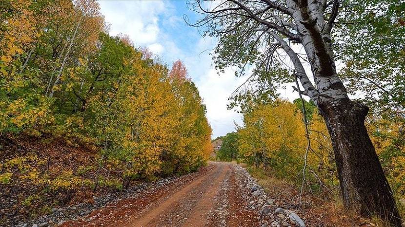 Salördek Forests Wear Dress of Autumn Colors (2)