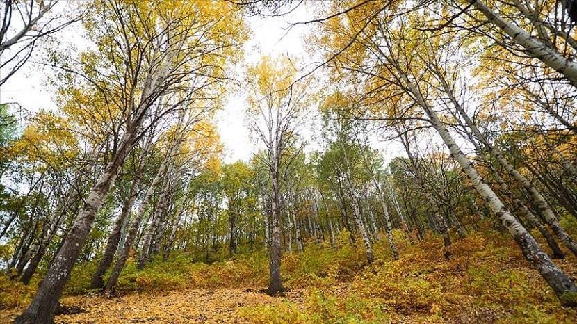 Salördek Forests Wear Dress of Autumn Colors