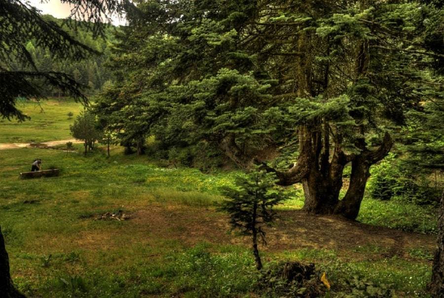 İnönü Plateau