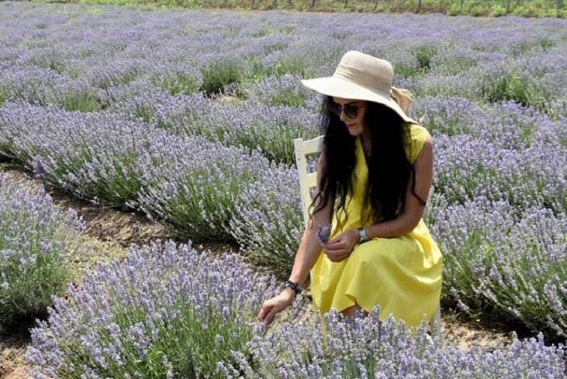 Lavender Tourism in Edirne All to Know