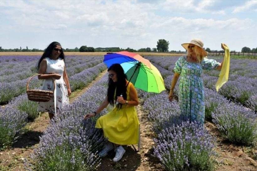Lavender tourism in Edirne