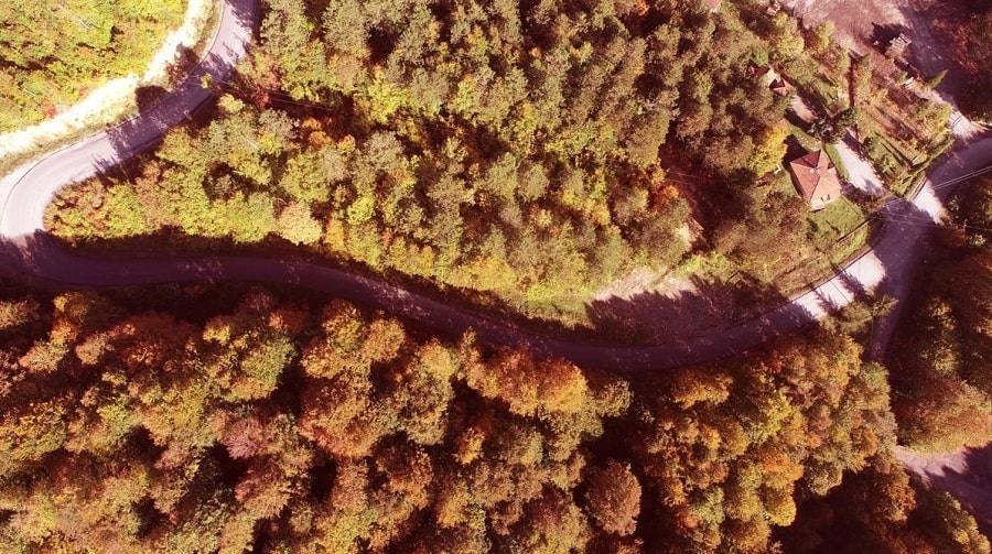 Autumn Elegance in the Forest in Zonguldak Turkey