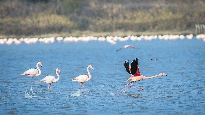 Hersek Lagoon is home to 232 different bird species-
