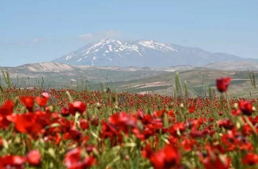 Nature's Canvas Ahlat's Spectacular Poppy Flowers