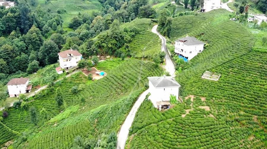 Turkey's Tea-Growing Region