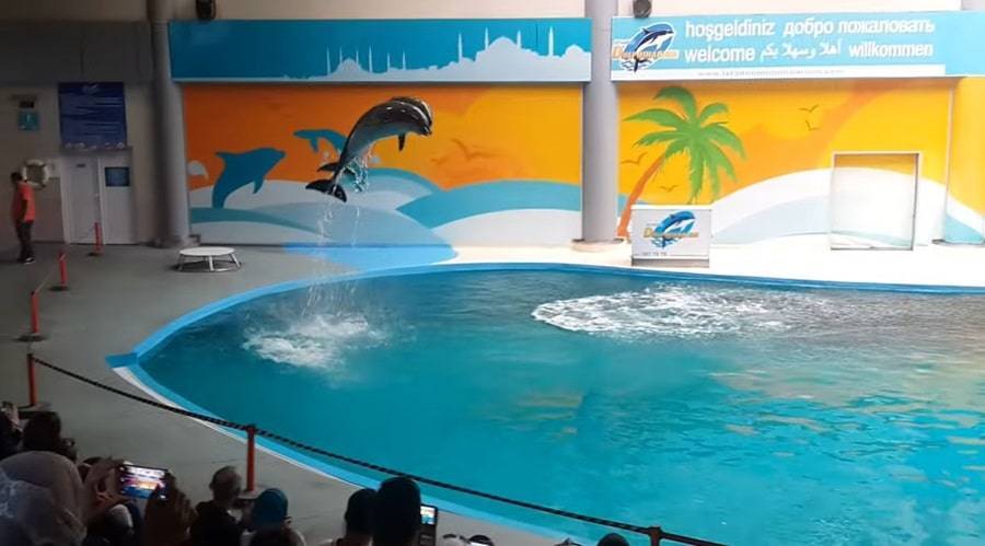 Things to do at Istanbul Dolphinarium