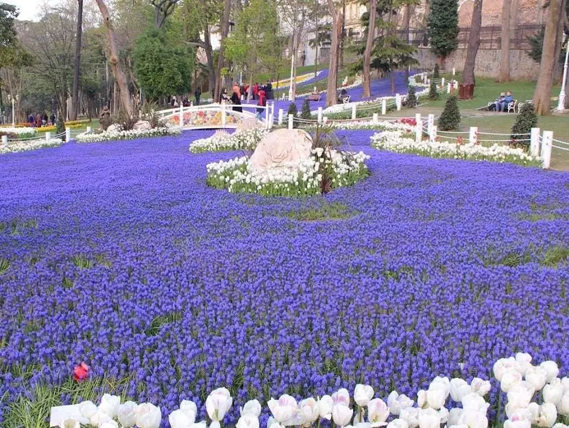 What to See in Gulhane Park Tulip festival