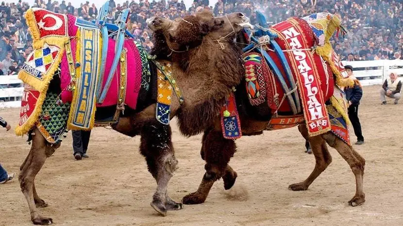 What’s New in Camel Wrestling Festival in Turkey
