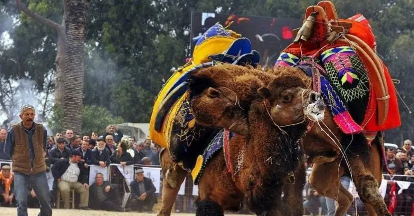 What’s New in Camel Wrestling Festival