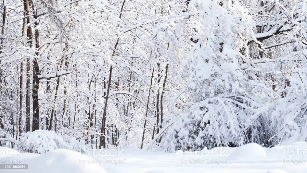 The Snowfall Makes Visitors to Visit Urban Forest