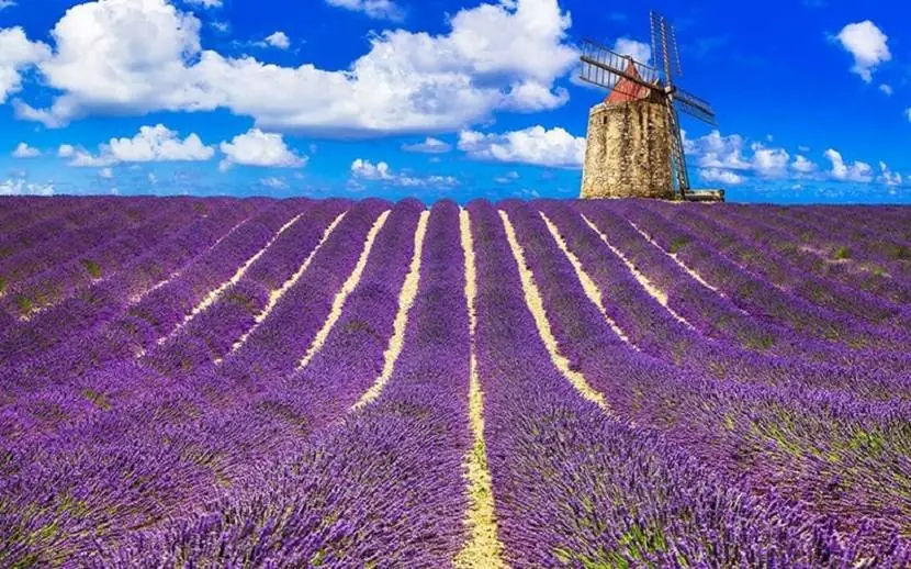 Lavender Fields location