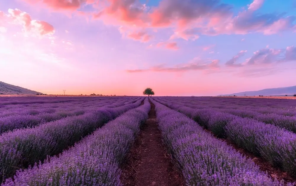 Lavender Island Grabs Visitors’ Attention to its Beauty