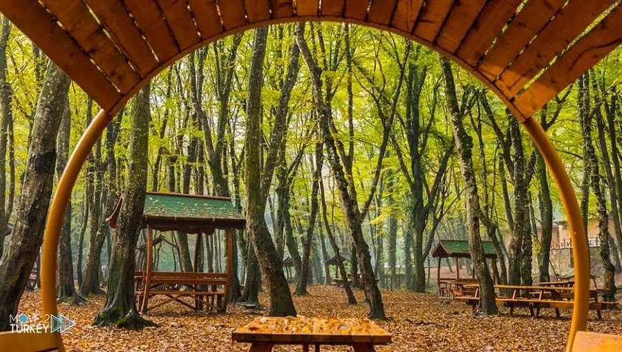 Belgrad Forest Amazes the Nature Lovers