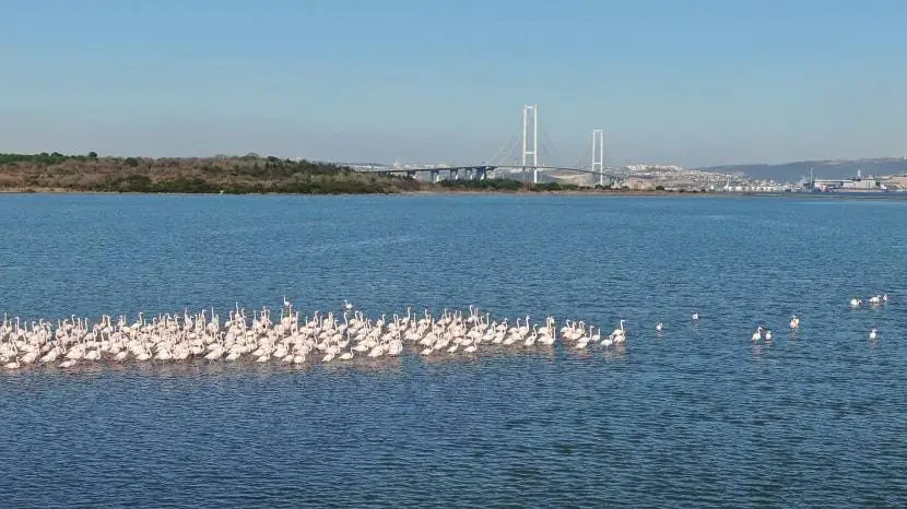 Things to see in Hersek Lagoon