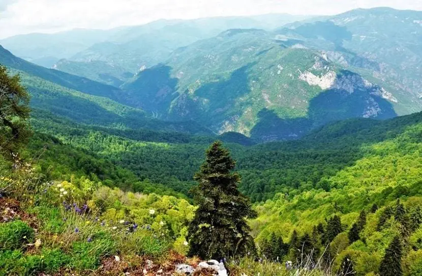 Yenice Forest turkey