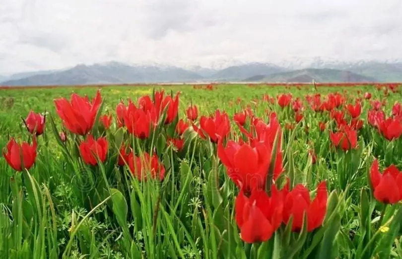 Tulips blooming in Mus appealed the visitors