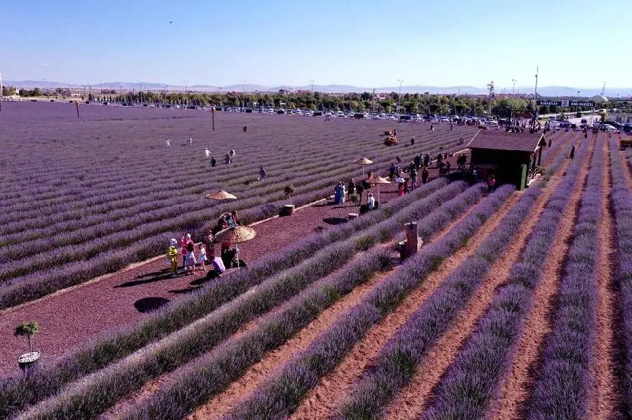 A Journey through Fragrant Fields Karatay Lavender Garden