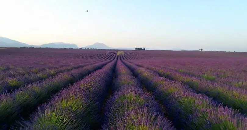 Lavender Fields in Turkey A Fragrant Journey into Beauty
