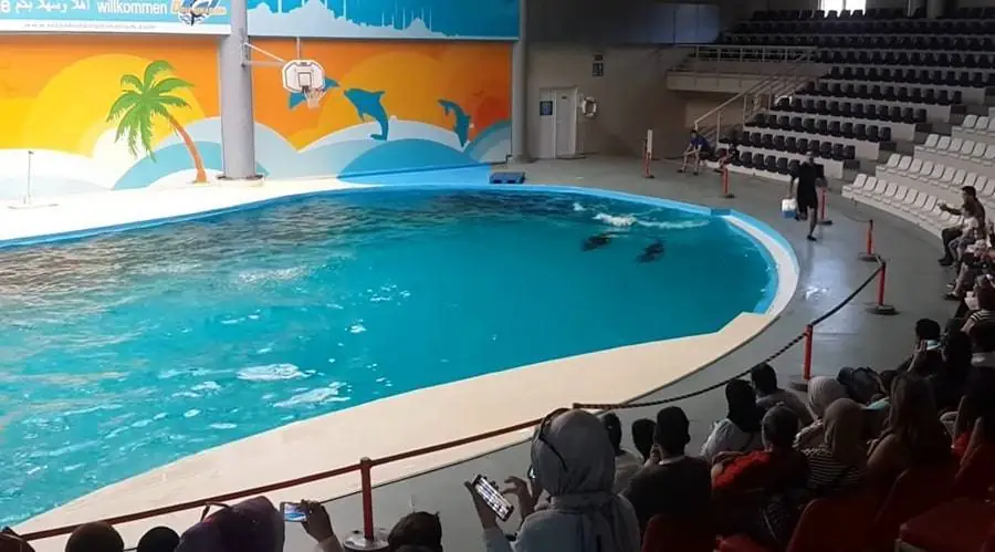 Dolphin shows in Istanbul